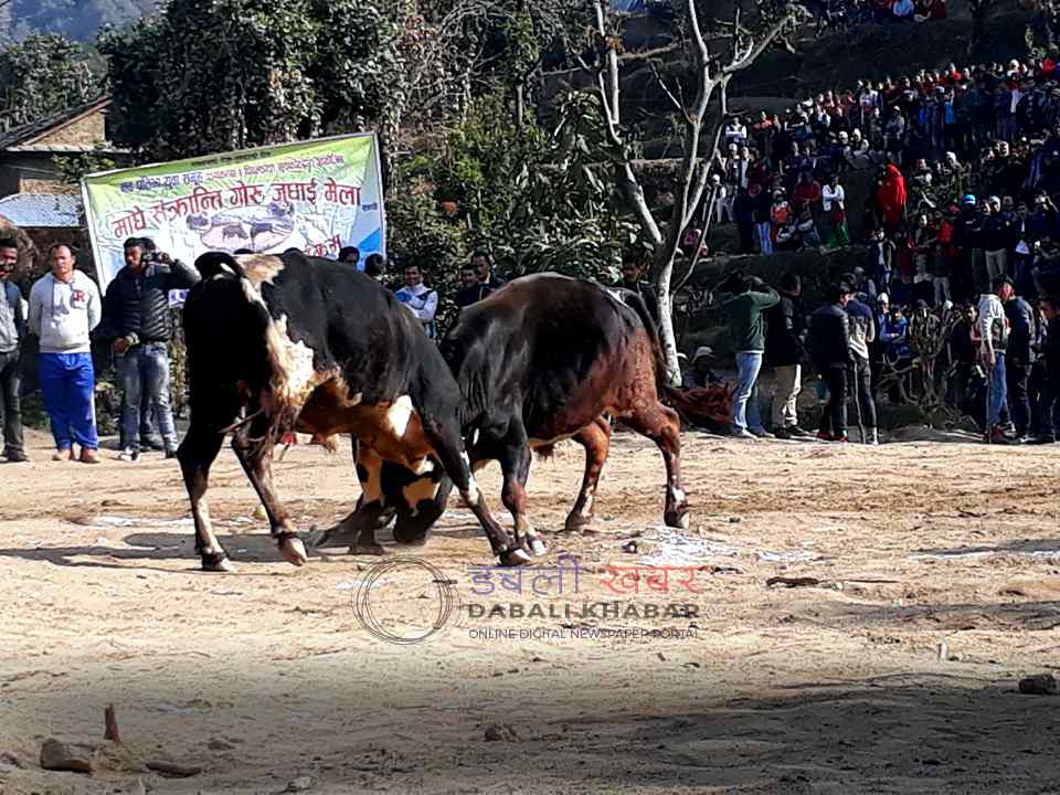 bull fight nuwakot nepal