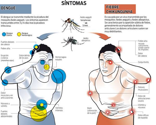 dengue virus