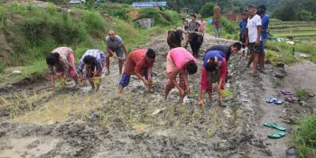 नागरिकले गरे सडकमै रोपाइँ