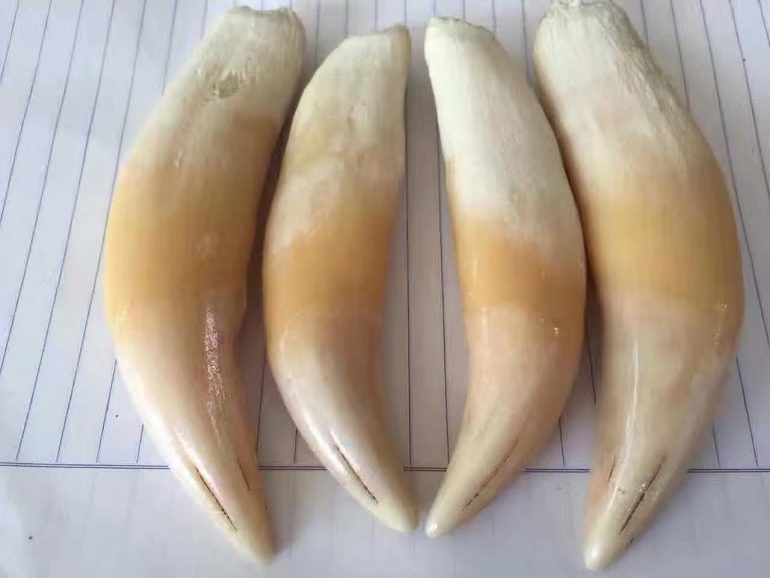 big cat Canines and Claws