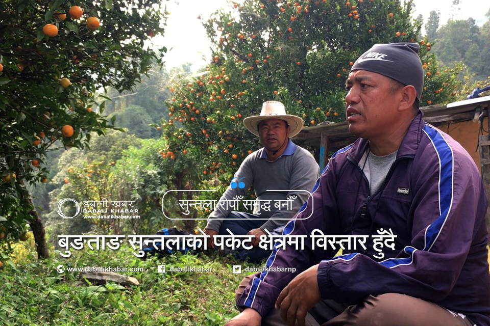 gara bahadur bungtang orange farm nuwakot agriculture trisuli