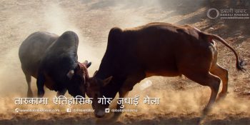 तारुकामा ऐतिहासिक गोरु जुधाइँ मेलाको तयारी पुरा, २३ हल गोरु जुधाइने