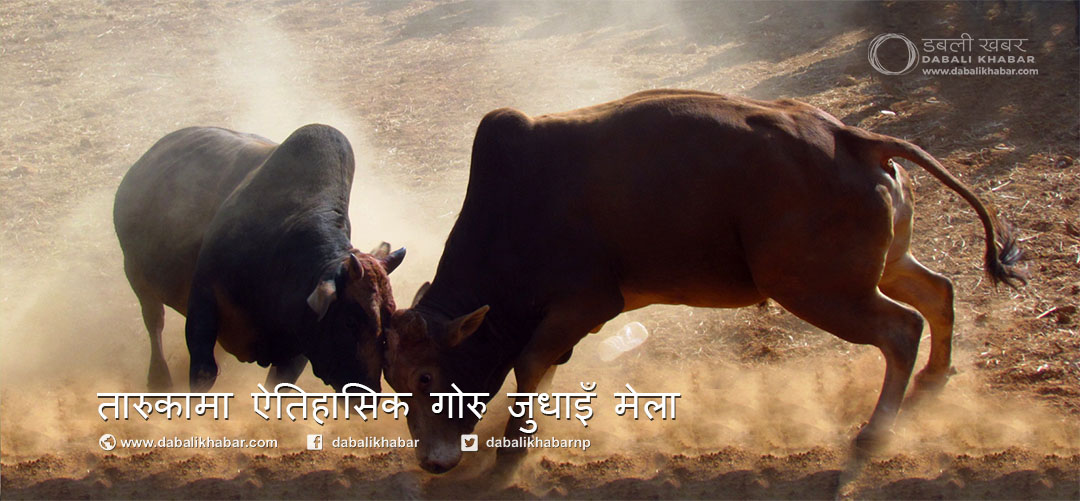ox fight nuwakot taruka festival bull fight