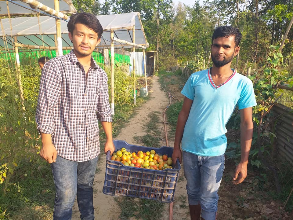 two people showing a tomato in sukhad agro farm Nuwakot
