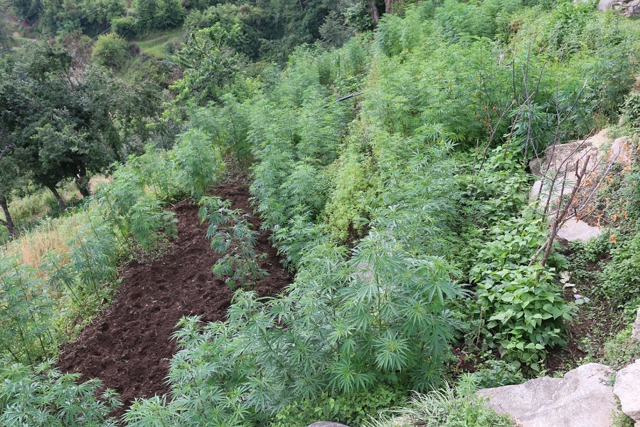 ganja kheti nuwakot trishuli