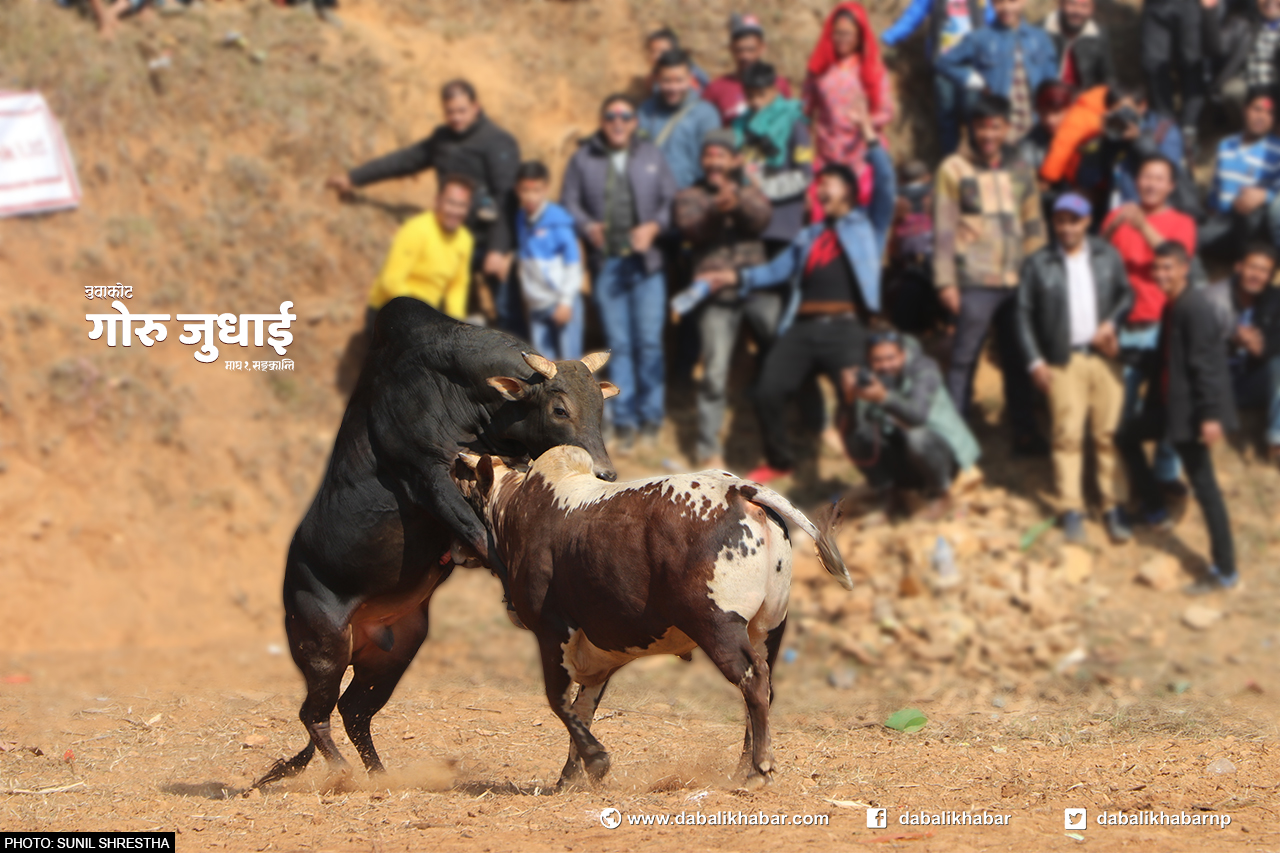 Ox Fight in Taruka Nuwakot
