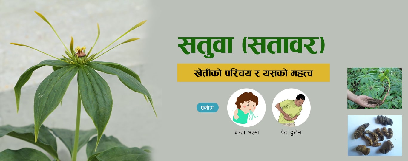 satuwa satuwar paris polyphylla uses herb nepal-min