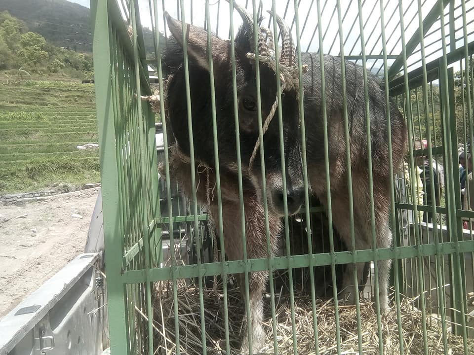 Goral found nuwakot