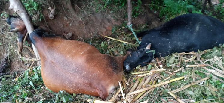 चट्याङ लागेर एक वृद्धा सख्त घाइते