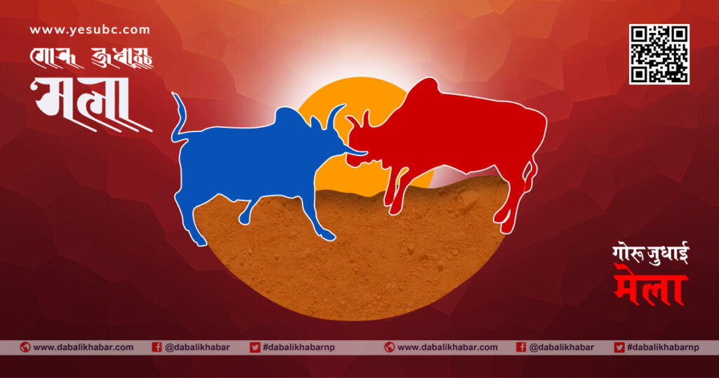 bullfight yesubc dabali khabar nuwakot nepal