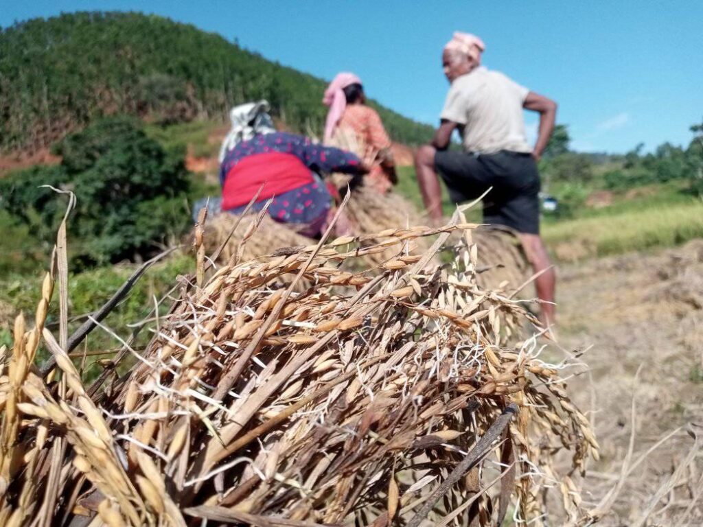 rice damage after heavy rain