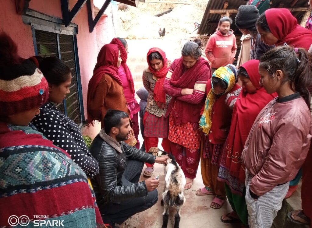 goat poultry training
