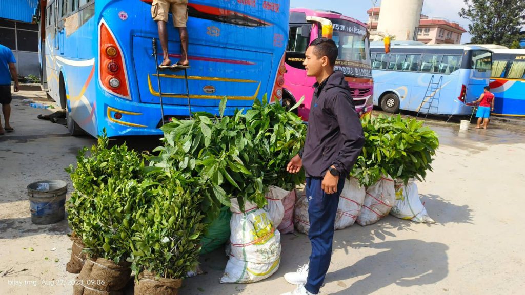 fruits plant distribution