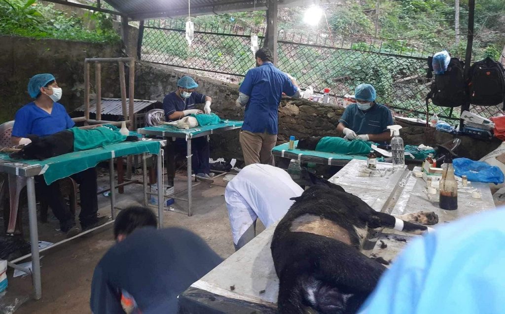Vaccination against rabies along with permanent neutering of dogs