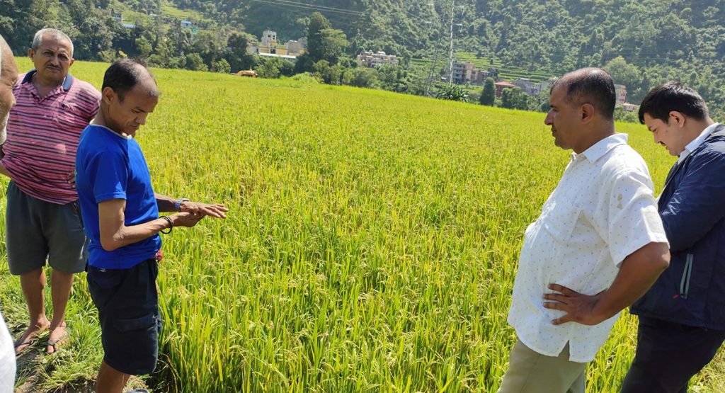 Phadke in paddy Tupche bidur municipality