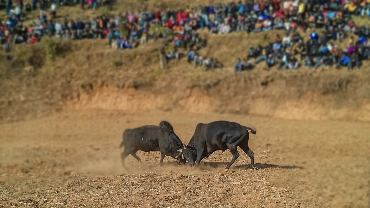 Ox fighting in Nuwakot