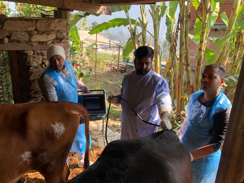 Municipality identifying infertile animals