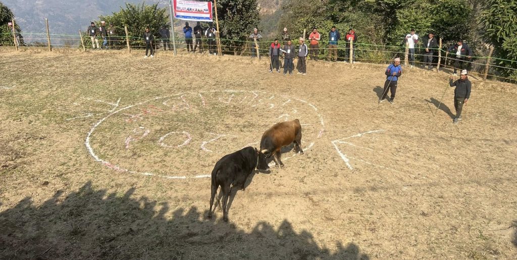 ox fight demonstration in Nuwakot