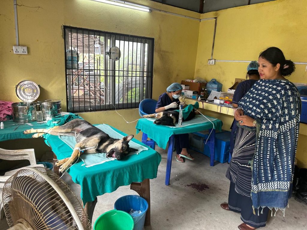 Permanent sterilization campaign for stray dogs