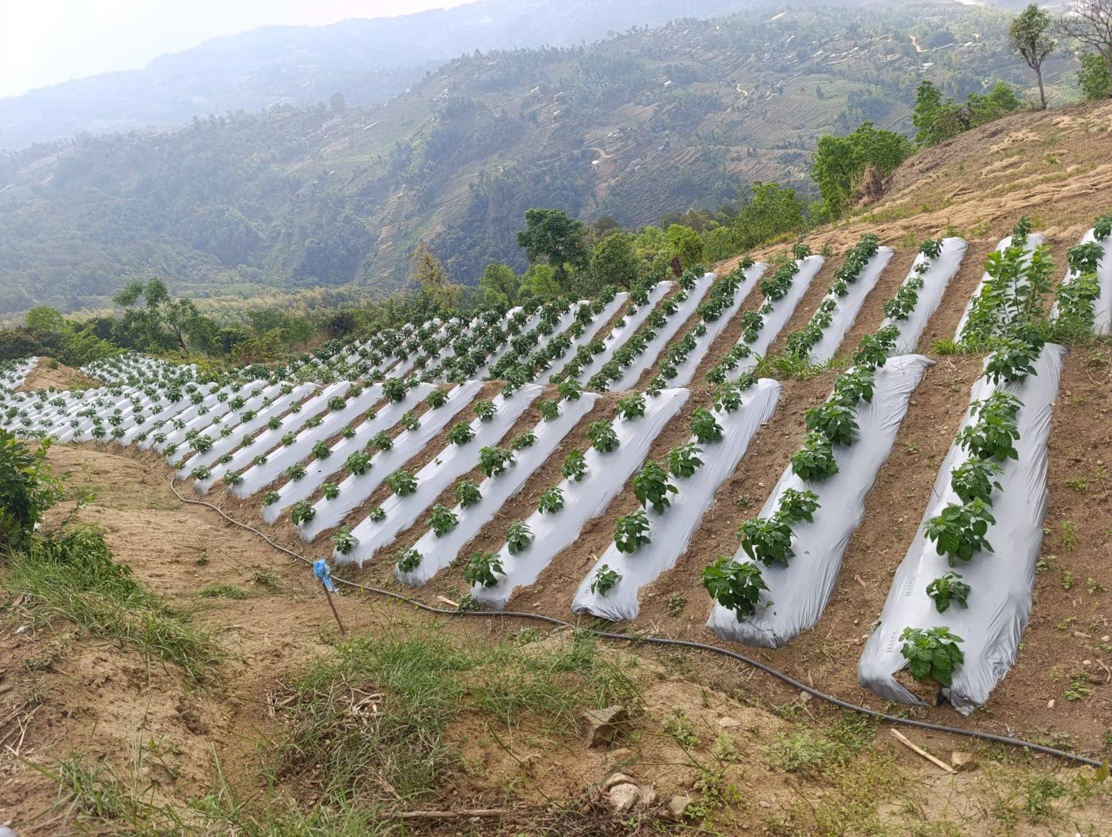 अकबरे खुर्सानी खेतीबाट नुवाकोटलाई मसला उत्पादनमा आत्मनिर्भर बनाउने