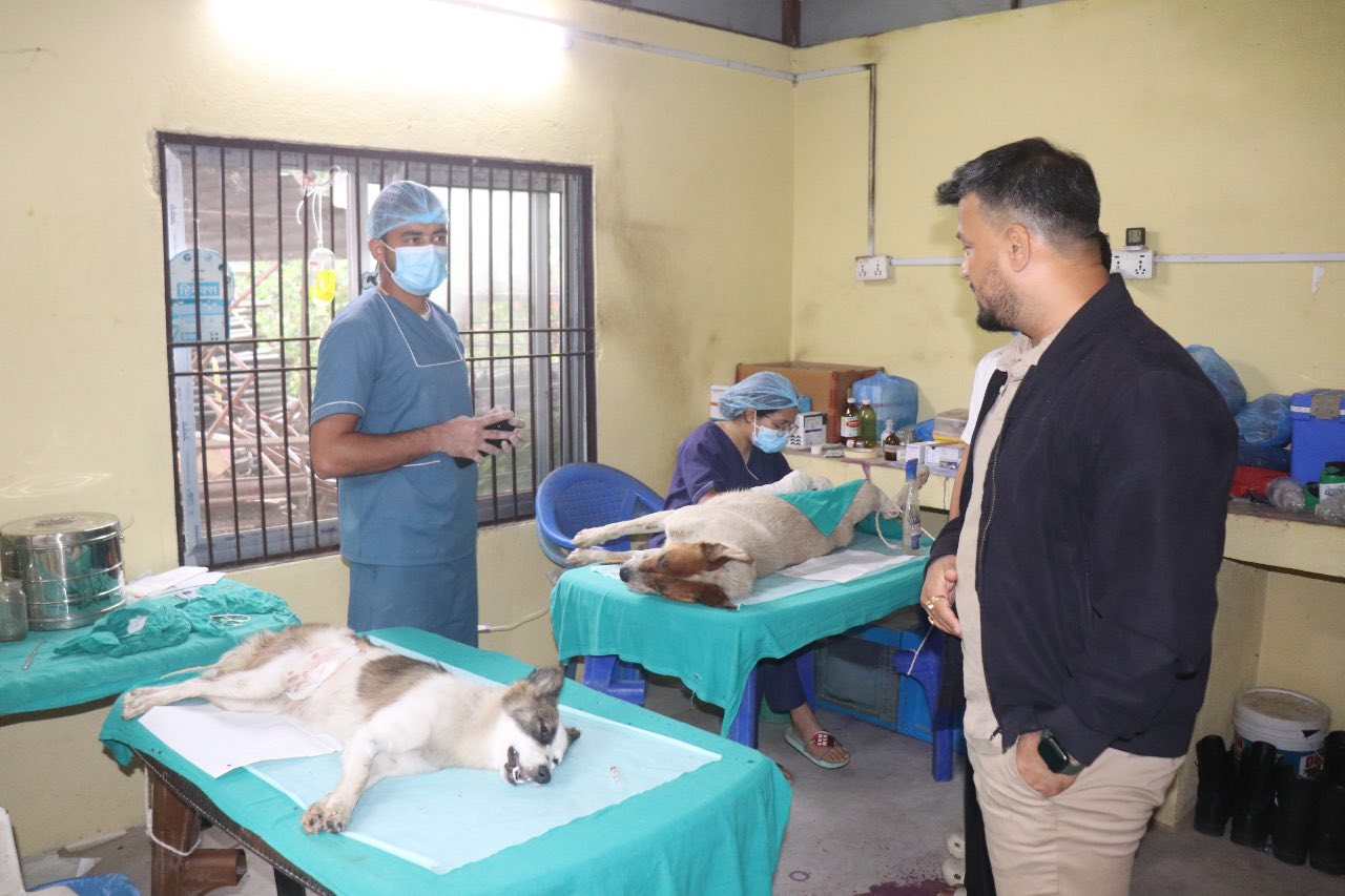 community street dog bandhyakaran in Bidur Municipality