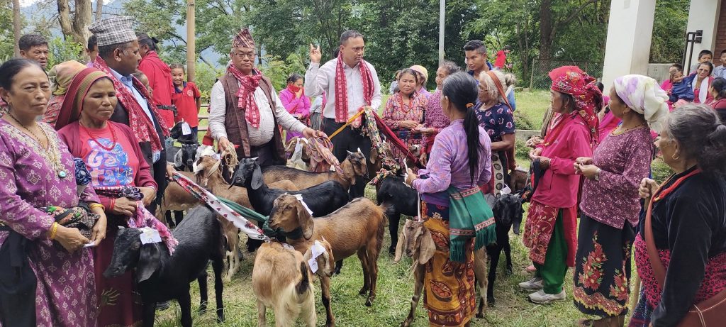 goat distribution in Kispang Rural Municipality Nuwakot